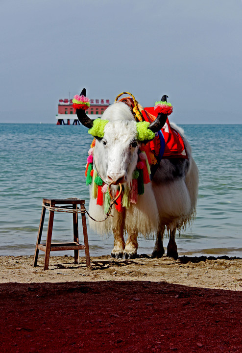 青海湖是一只茫然的牦牛