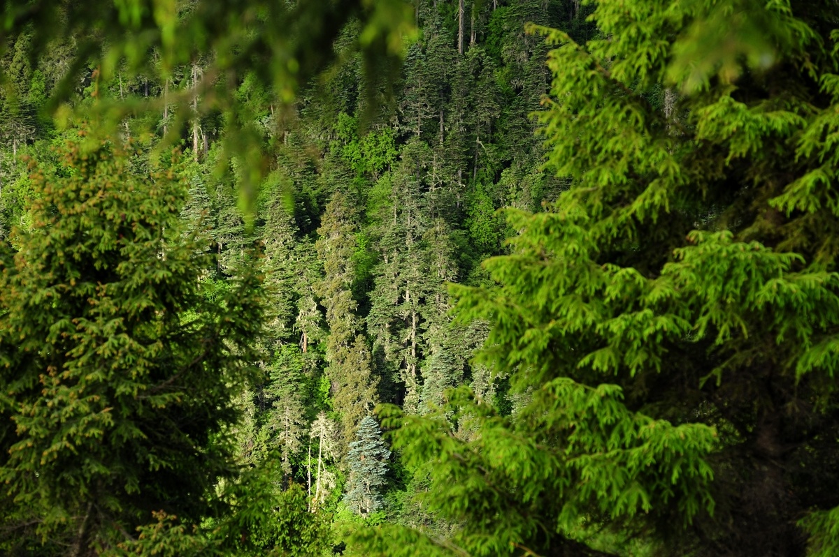 针叶林植被,针叶林阔叶林_大山谷图库