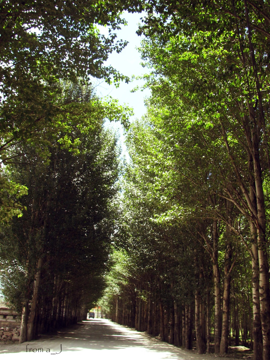 1 阳光下的青杨林路