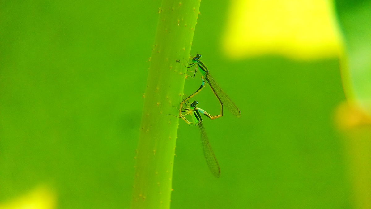 img_20140720_133807 - 飘萍国度 - 图虫摄影网