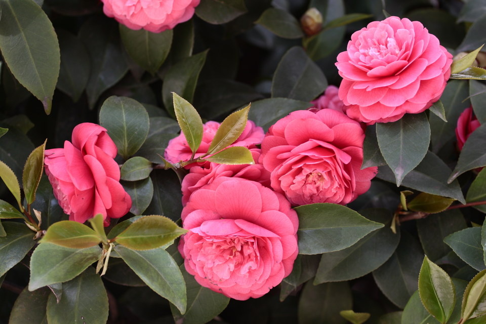 后花园的重瓣茶花