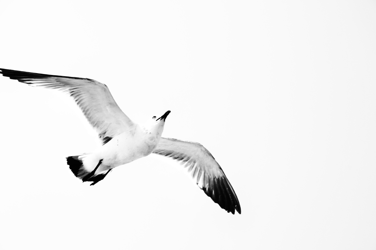 海鸥海鸥 - 黑白 - dashuoo - 图虫摄影网