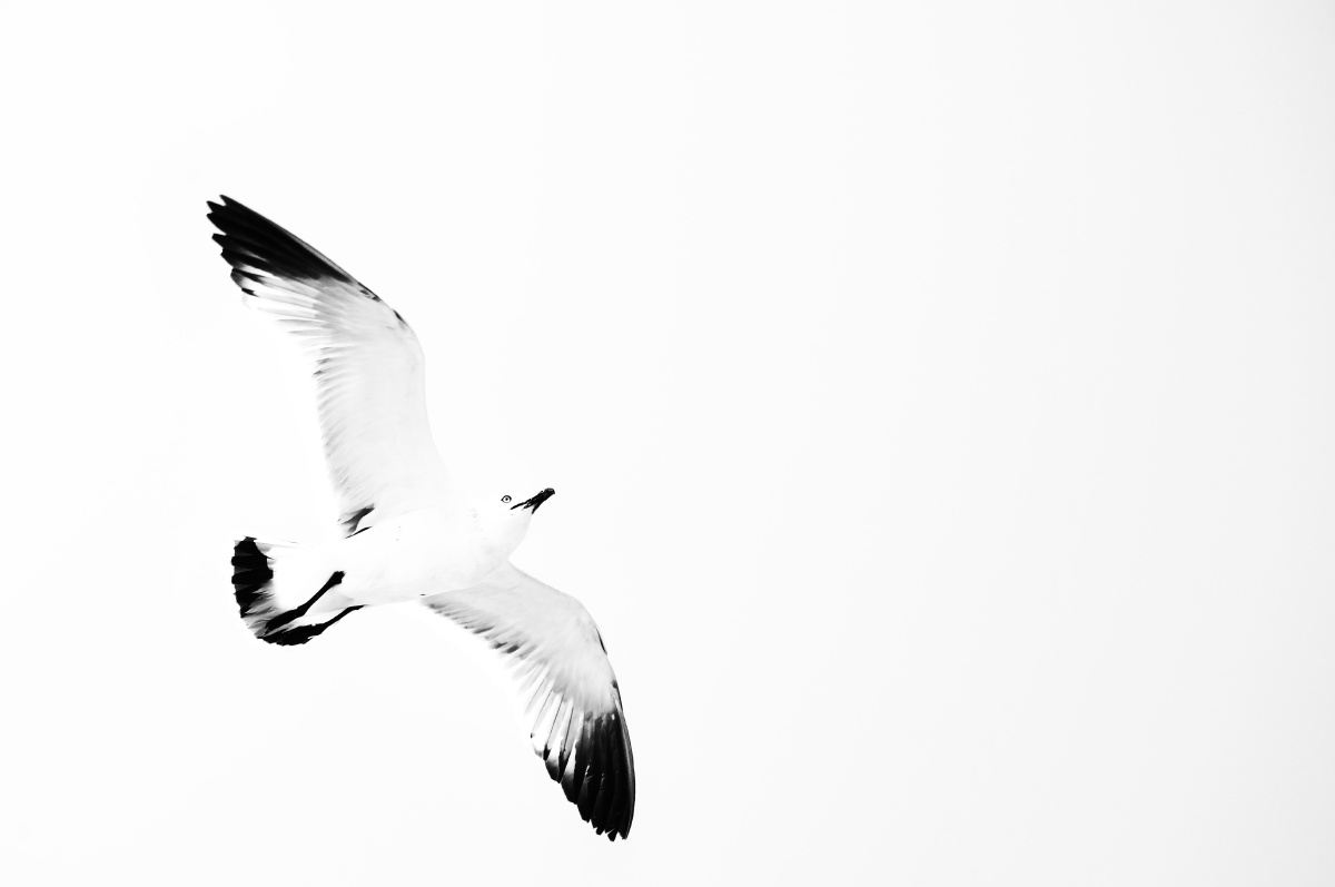 海鸥海鸥 - 黑白 - dashuoo - 图虫摄影网