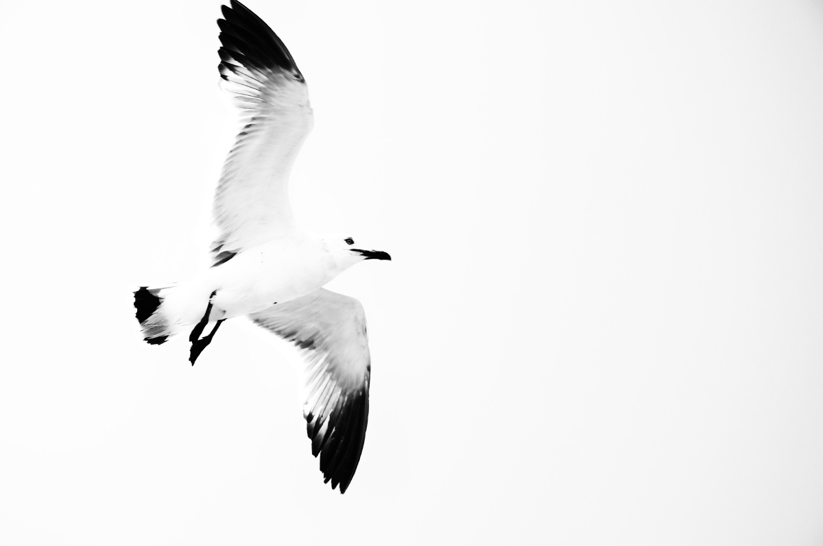 海鸥海鸥 - 黑白 - 海鸥海鸥 - dashuoo - 图虫摄影网