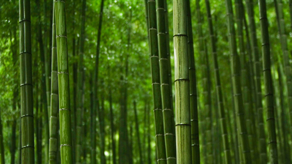 碧波绿竹壁纸,绿竹壁纸图片,绿竹护眼壁纸(第2页)_大山谷图库