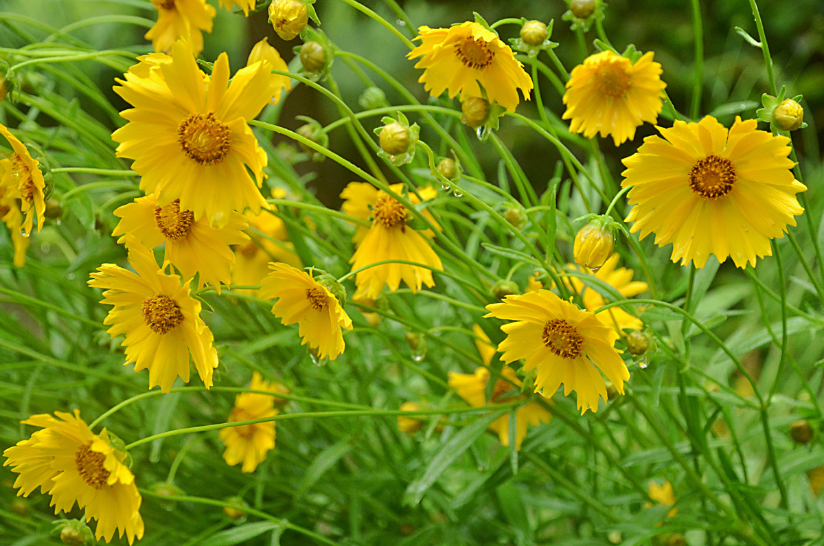 金鸡菊,花大色艳,一看就知道它产自非洲或热带地区.