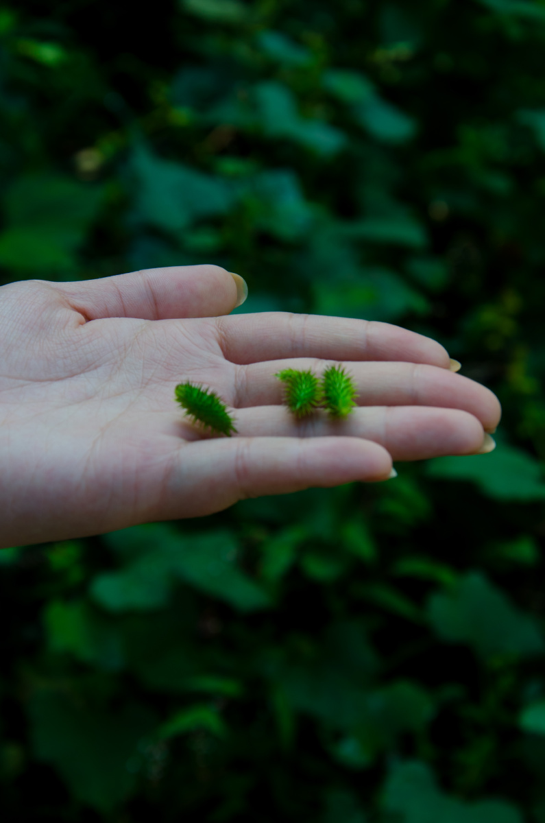 手 苍耳