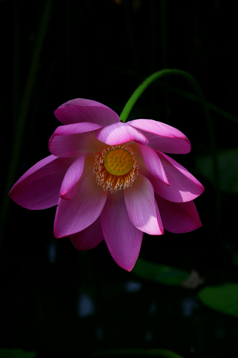 植物, 色彩, 尼康 - sgon - 图虫摄影网