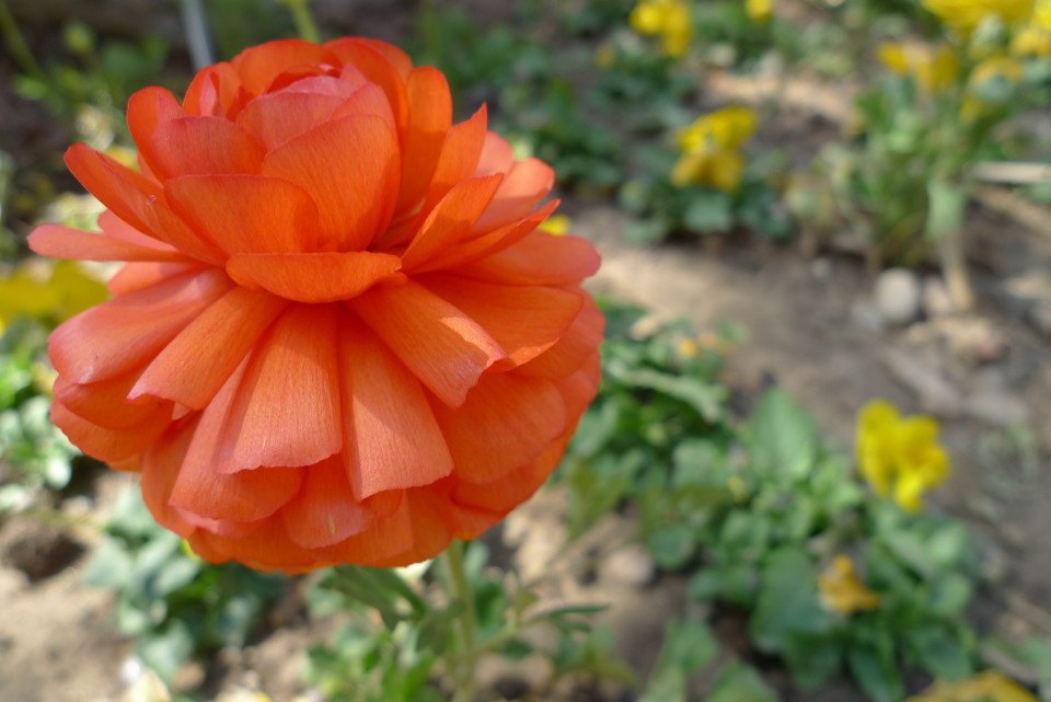 橘色的大头花