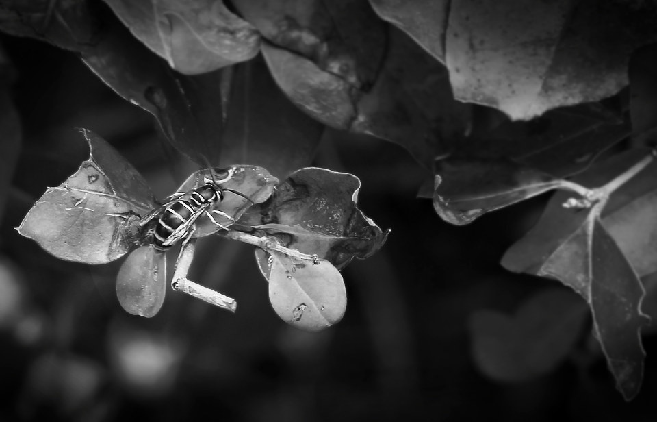 蜂- 黑白 - 蜂 - size 46 - 图虫摄影网