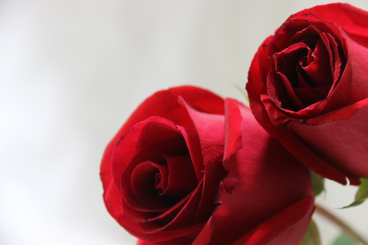 受伤的玫瑰 - 色彩, 花卉, 植物, 极简主义, 佳能,