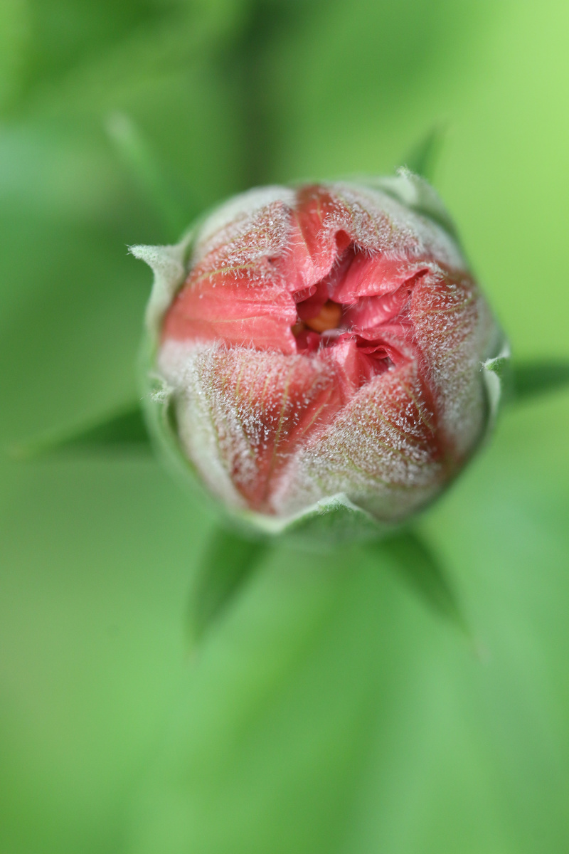 大自然的图案--扶桑花苞(四)