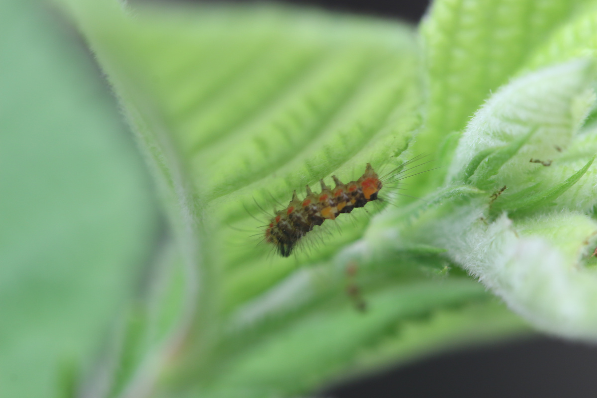 美丽的黑蝴蝶68 - 图虫摄影网