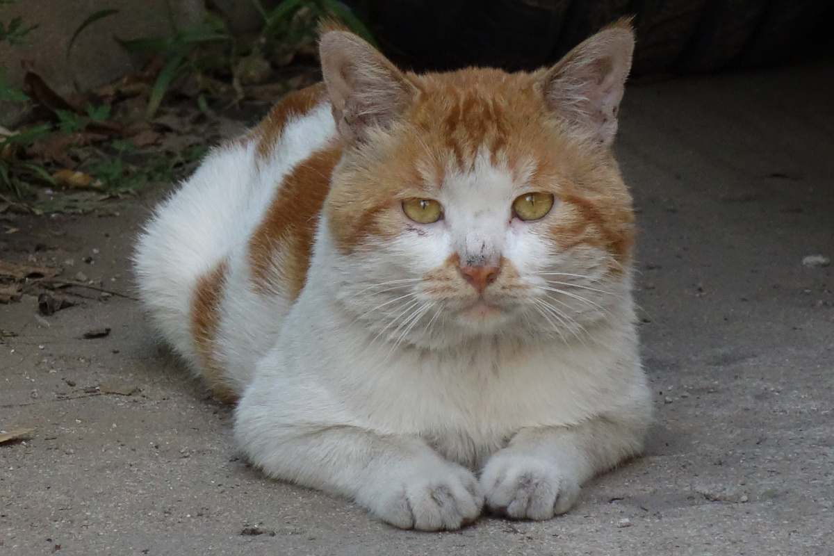 美丽的黑蝴蝶68 - 图虫摄影网