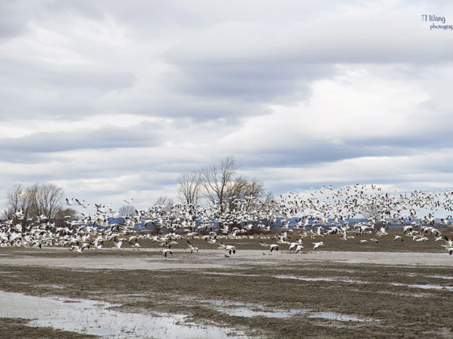 snow geese, in montreal5张