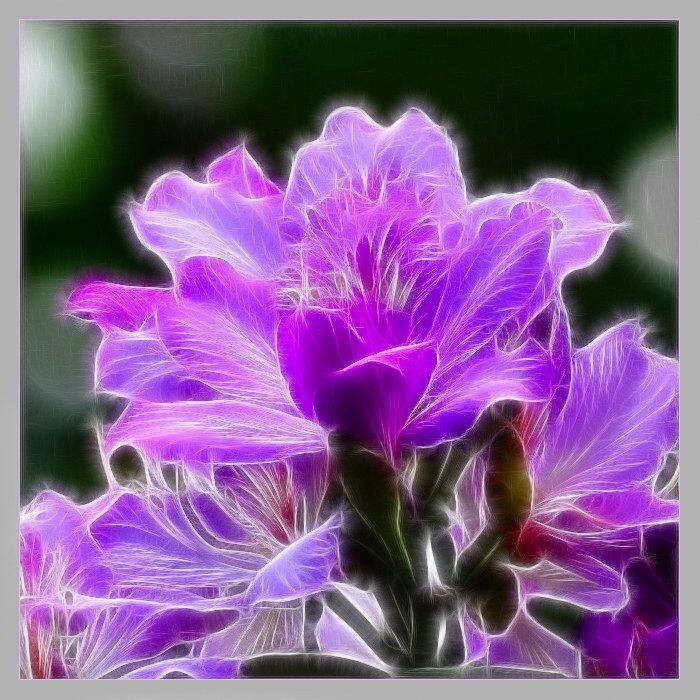 紫荆花高清图片做头像图片