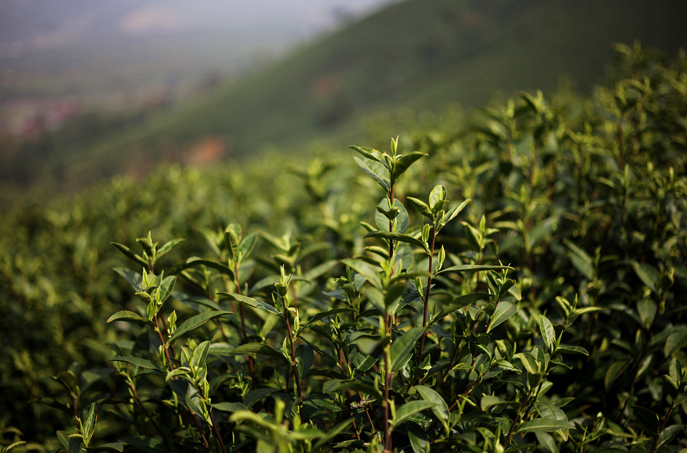浙江省湖州市安吉县昆铜乡安吉白茶茶山行 - 人文, 旅行, 蔡司, 浙江