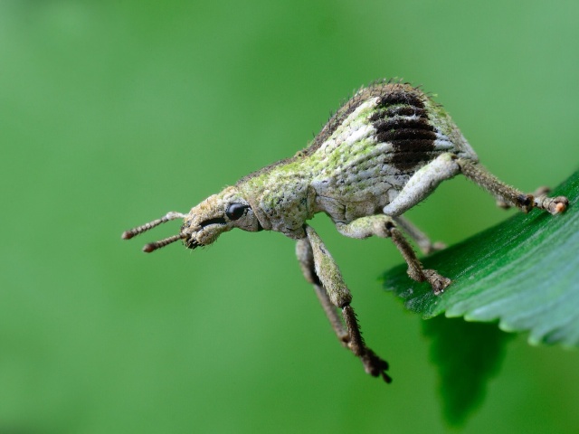 "生态"标签的图博