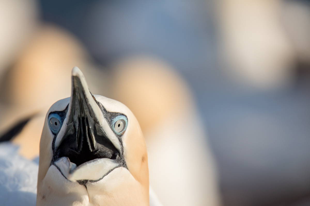 123 - 林的海 - 图虫摄影网