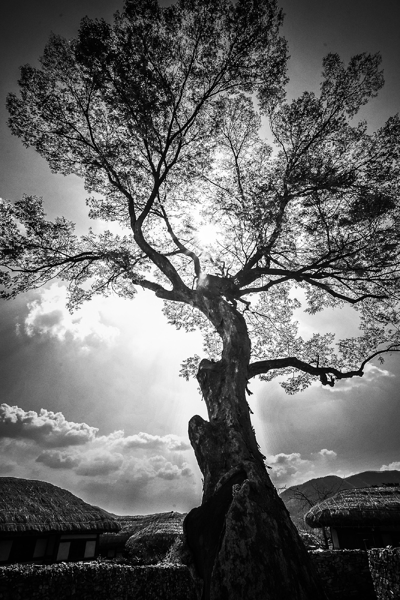 一棵六百年的树 - 尼康, 韩国, 黑白, 风景 - 艾瑞克乔巴 - 图虫摄影