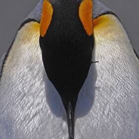 王企鵝(king penguin)11張