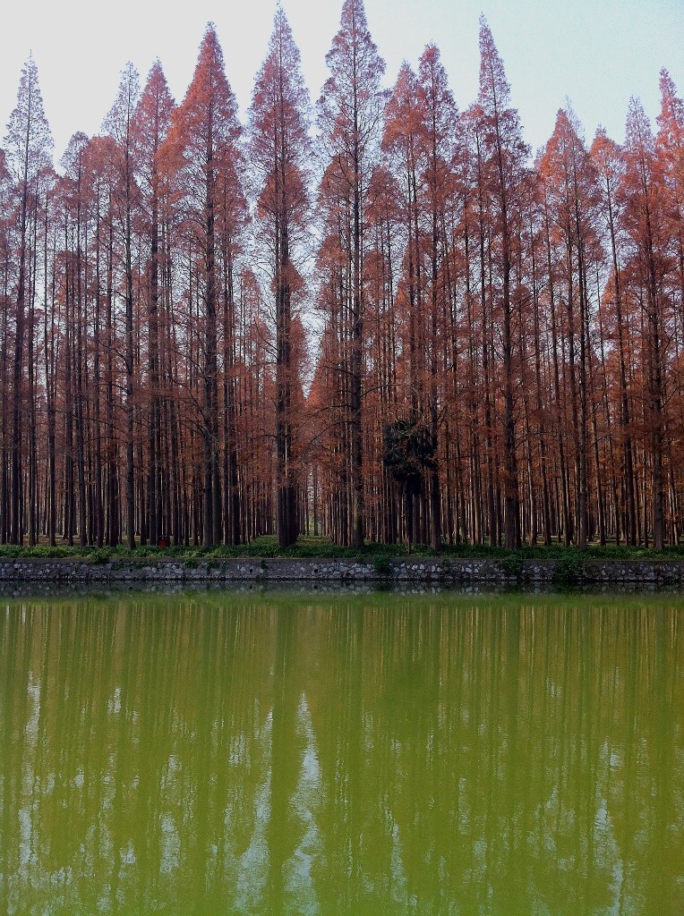 深秋,廣華水杉公園內的水杉樹樹葉全部變紅,整個公園都被染紅了.