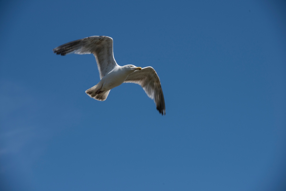 dsc3832 - 钱夬 - 图虫摄影网