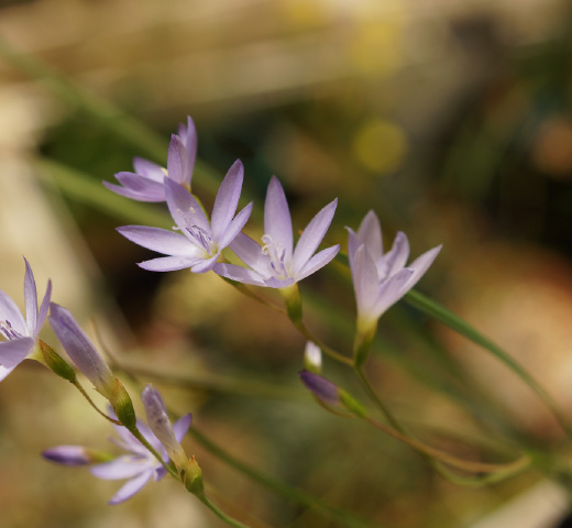 "南非球根"标签的图博