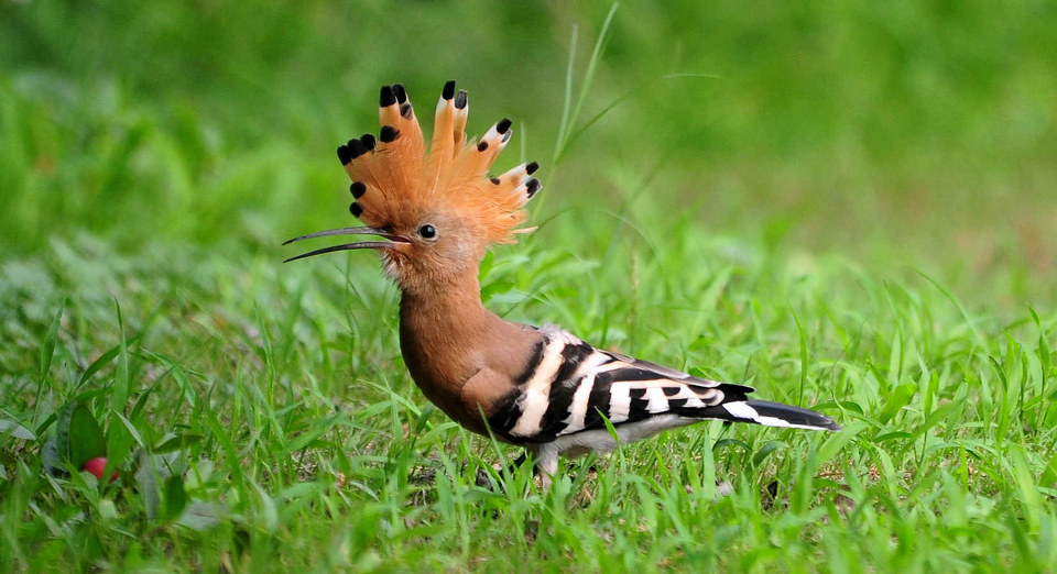 微笑的戴胜鸟 - 生态, 动物 - 微笑的戴胜鸟 - 老斑马 - 生态摄影