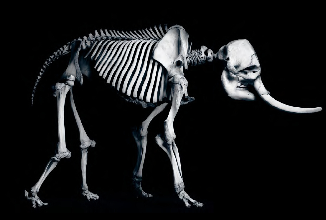 非洲象( loxodonta africana), 非洲 ( 肩高 2.20米)