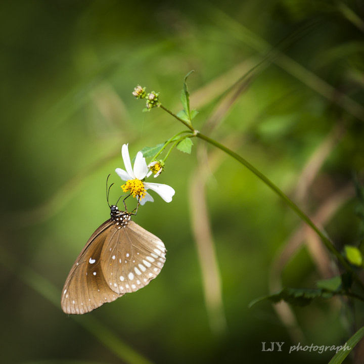 再来一张蝴蝶的 楼佳云发布于  12年2月16日 机身时间    2012-02-15