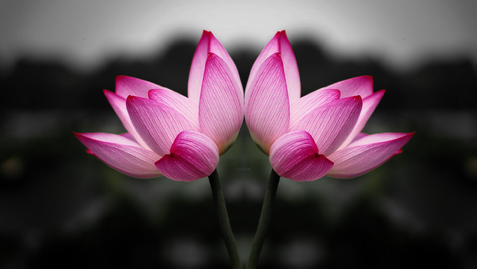《并蒂莲》