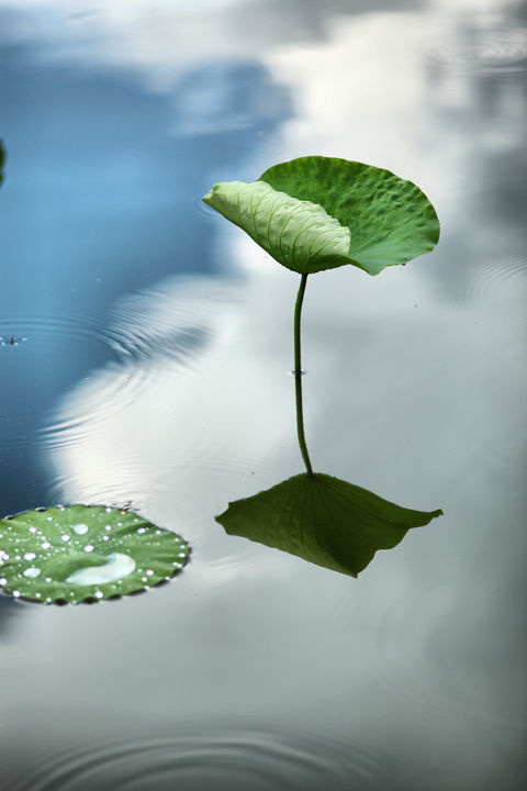 荷叶- 水, 荷叶, 倒影, 荷 - 车夫gl - jerry.c - 图虫摄影网