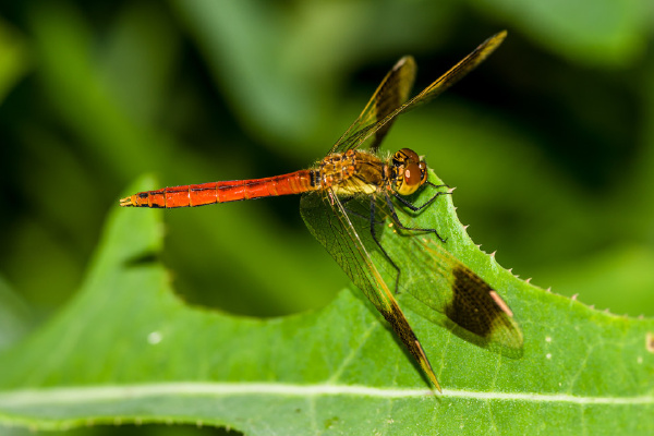 一族蜻蜓和一只蚊子!