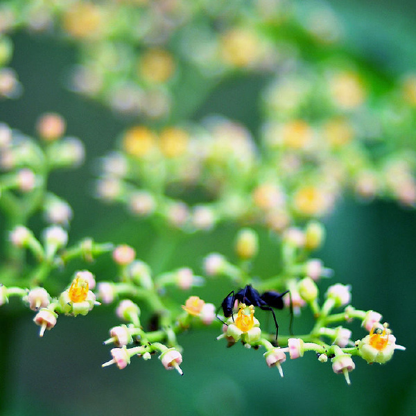 闻木樨香 - 图虫网 - 做最专业的摄影论坛