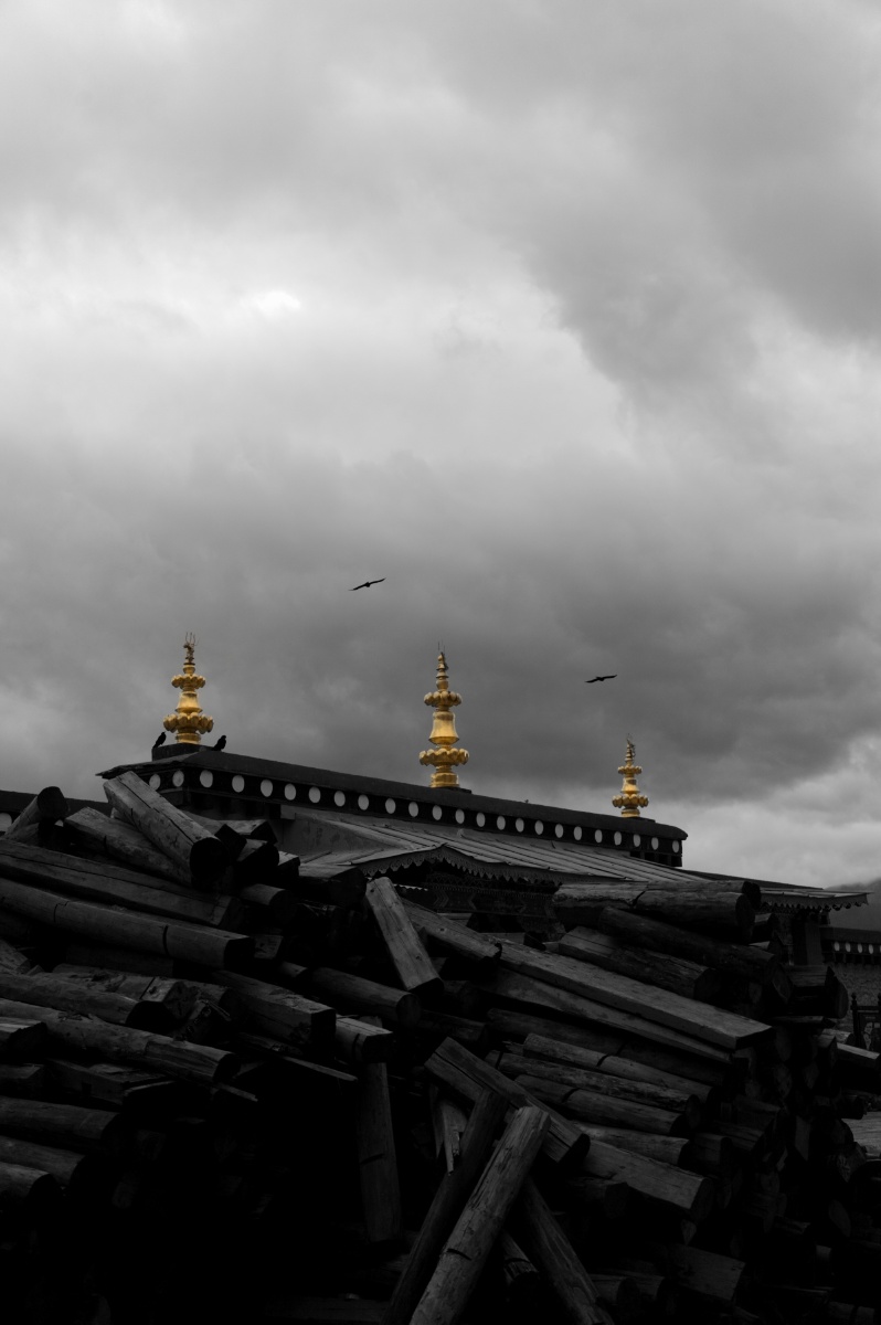 松赞林寺的归鸟