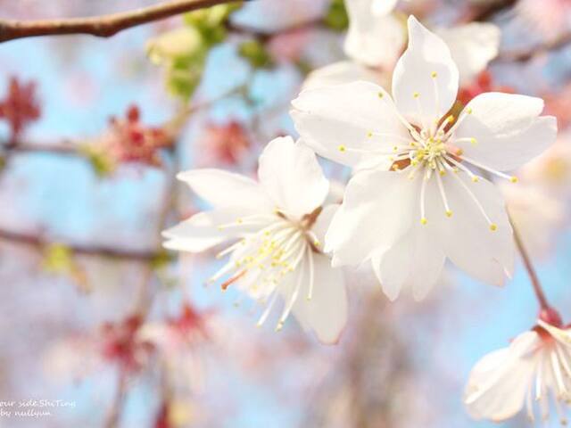 000012 轻松的周末 清晨的睡莲 sakura 海棠 逛街 黄烨桦 dsc03323x