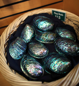 打磨掉泥沙层的惊艳鲍鱼壳