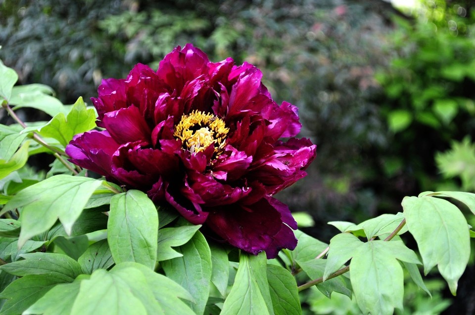 一花盛开沐春光墨紫嫣红压群芳