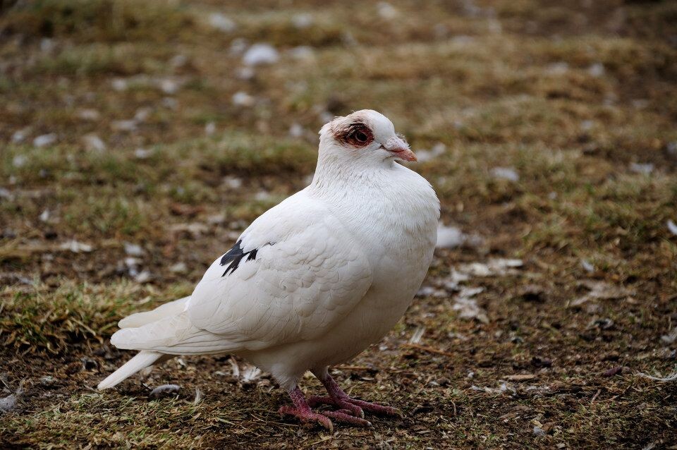 = - 济南摄影圈 - 广场鸽一组=.= - stig - 图虫摄影网