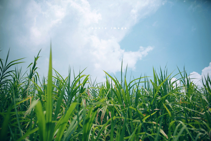 草木图片大全风景图片,春天的花草树木的图片,自然山水风景图片大全_大山谷图库
