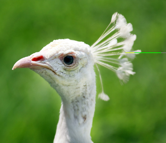 "孔雀"标签的图博