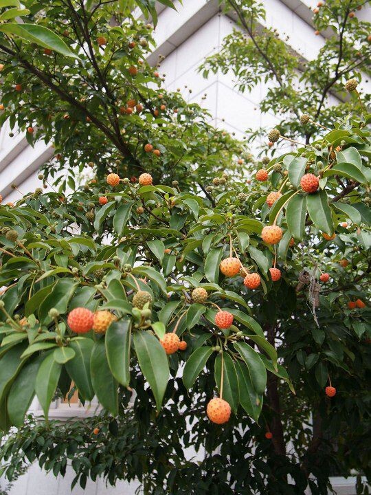 山荔枝