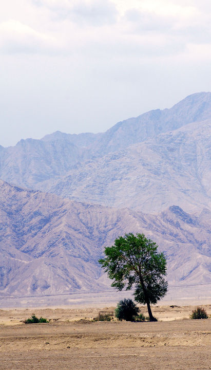 一棵树昆仑山下的一棵树