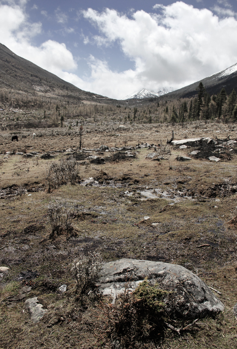 高原,   当林线往身后退去,   血线还没出现,   便是这样荒凉的草甸子