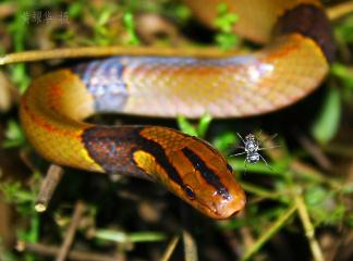 紫灰锦蛇与苍蝇