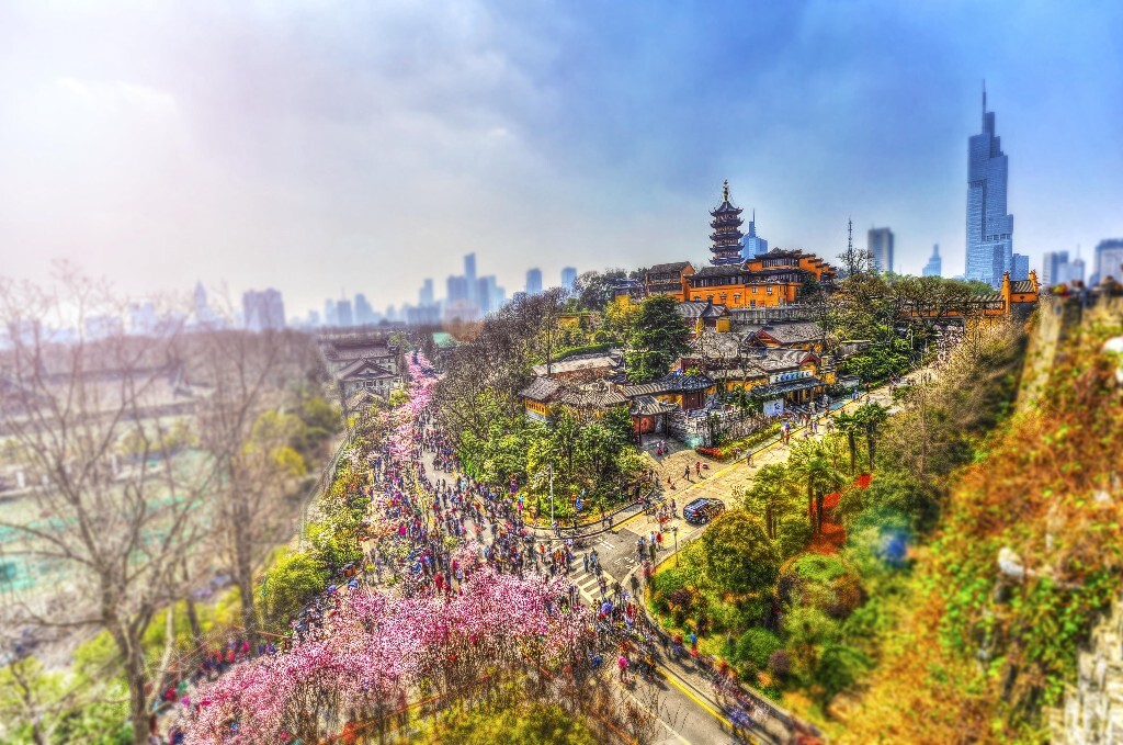 春日的雞鳴寺,已被櫻花包圍