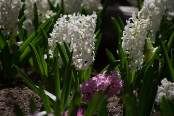 未分类的照片 - 树上的柯西默 - 图虫摄影网
